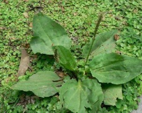 Plantago Herb Extract 10:1